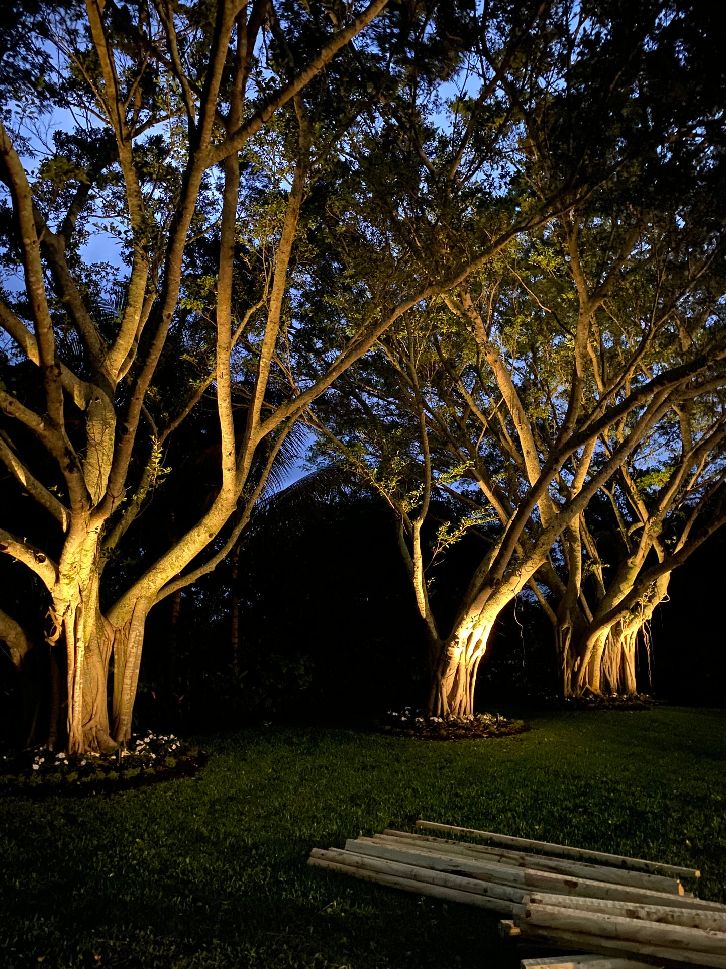 Tree lighting - Brightway Landscape Lighting